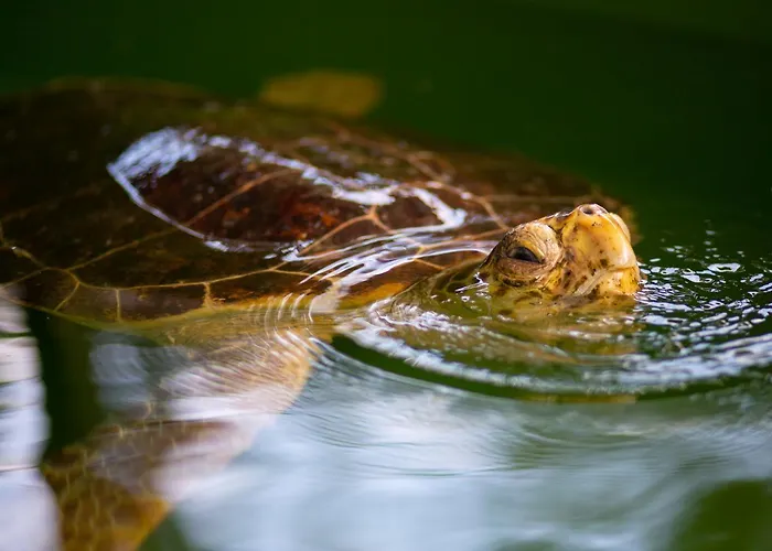 Grand Yasar 1 Vilă *